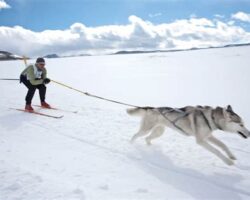 Best Dog Breeds for Skijoring