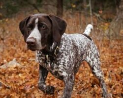 Best Dog Breeds for Fly Tying