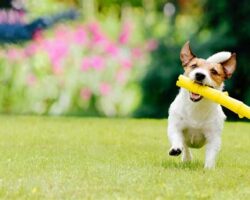 How to Train Your Dog to Fetch