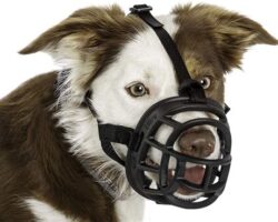 How to Choose the Right Dog Muzzle for Your Pup’s Needs