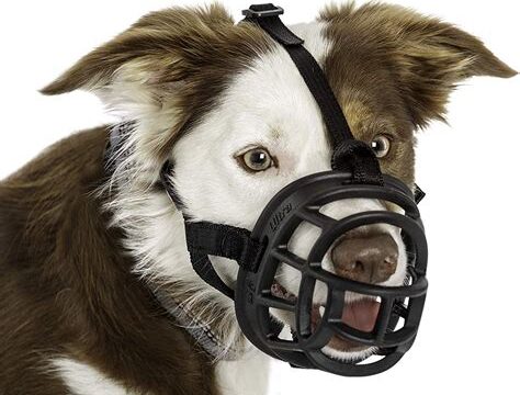 How to Choose the Right Dog Muzzle for Your Pup’s Needs