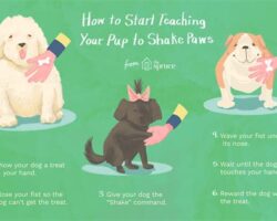 How to Teach Your Dog to Shake