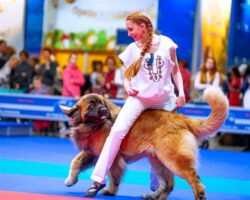 Best Dog Breeds for Musical Freestyle