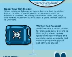 How to Keep Your Dog Safe and Healthy During Winter