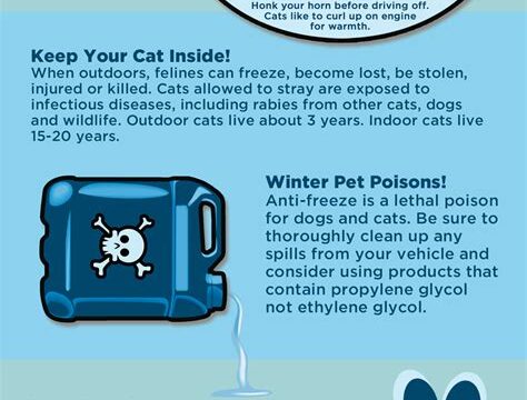 How to Keep Your Dog Safe and Healthy During Winter