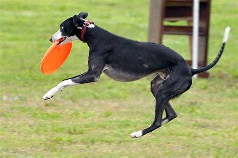 Best Dog Breeds for Disc Sports