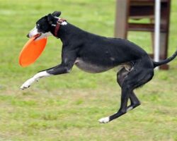 Best Dog Breeds for Frisbee