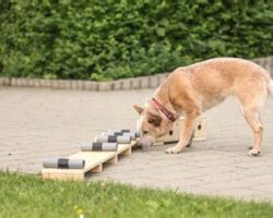 Best Dog Breeds for Nosework