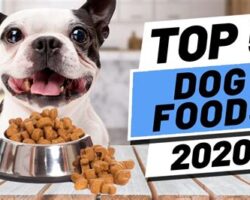 Top 5 Dog Foods for Optimal Health