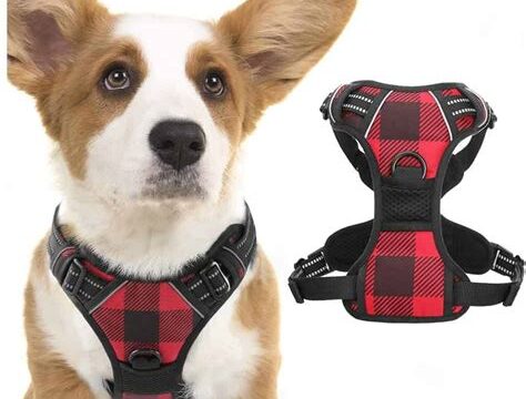 How to Choose the Right Dog Harness for Your Pup’s Needs
