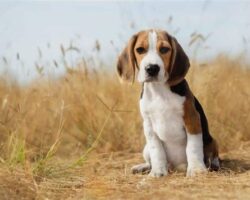 Best Dog Breeds for Search and Detection Work