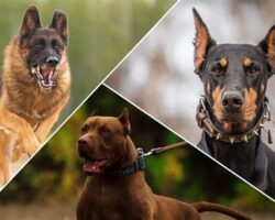 Best Dog Breeds for Guarding Your Home