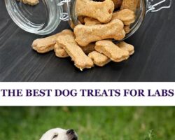 How to Choose the Right Dog Treats for Your Pup’s Health and Training Needs