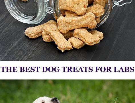 How to Choose the Right Dog Treats for Your Pup’s Health and Training Needs