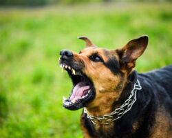 How to Deal with Aggressive Dog Behavior