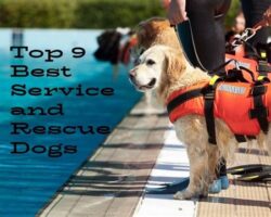 Best Dog Breeds for Search and Rescue Work