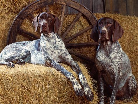 Best Dog Breeds for Hunting and Retrieving