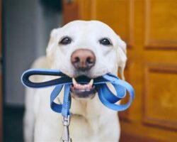 How to Choose the Right Dog Leash for Your Pup’s Needs