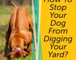 How to Prevent Your Dog from Digging Holes in Your Yard