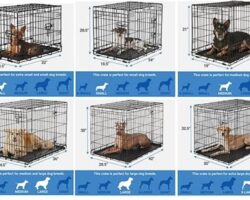 How to Choose the Right Dog Crate for Your Pup’s Size and Needs