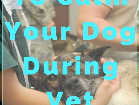 How to Keep Your Dog Calm During Vet Visits