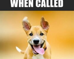 How to Teach Your Dog to Come When Called