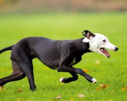 Best Dog Breeds for Lure Coursing