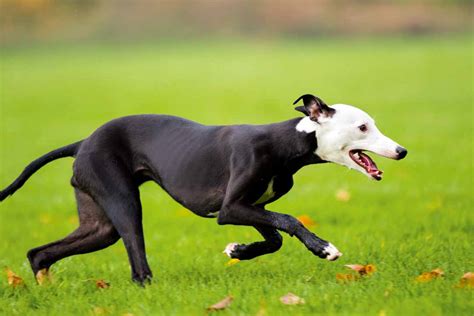 Best Dog Breeds for Lure Coursing