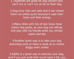 How to Exercise Your Dog Indoors: Tips and Tricks