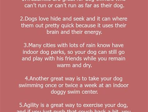 How to Exercise Your Dog Indoors: Tips and Tricks
