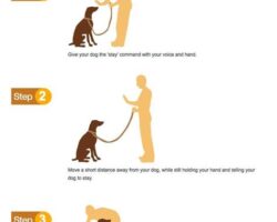 How to Teach Your Dog to Stay