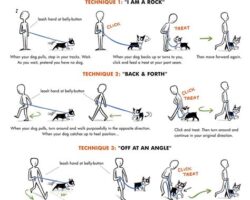 How to Train Your Dog to Walk on a Leash