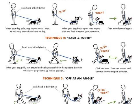 How to Train Your Dog to Walk on a Leash