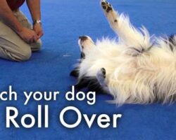 How to Teach Your Dog to Roll Over