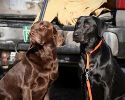 Best Dog Breeds for Fly Fishing