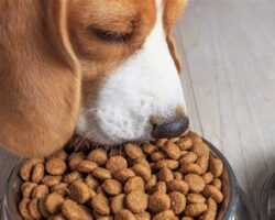 How to Choose the Right Dog Food for Your Pup’s Age and Size