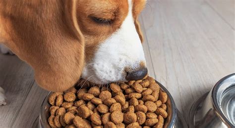 How to Choose the Right Dog Food for Your Pup’s Age and Size