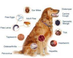 Understanding Your Dog’s Health: Common Health Issues and How to Prevent Them