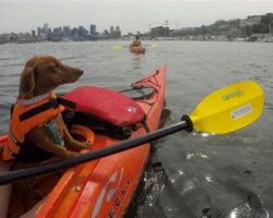 Best Dog Breeds for Canoeing and Kayaking