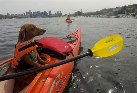 Best Dog Breeds for Canoeing and Kayaking