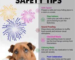 How to Keep Your Dog Safe and Healthy During Fireworks Season