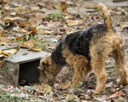 Best Dog Breeds for Earthdog Trials