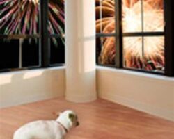 How to Help Your Dog Cope with Fireworks and Thunderstorms