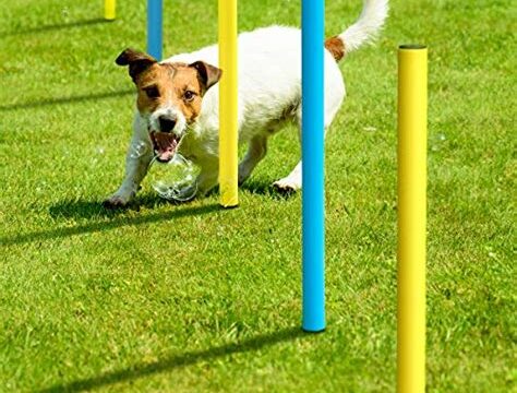 Best Dog Breeds for Agility and Obstacle Courses