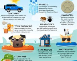 How to Keep Your Dog Safe and Healthy During Summer