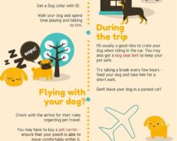 How to Travel with Your Dog: Tips and Tricks