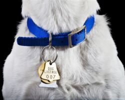 How to Choose the Right Dog Collar for Your Pup’s Needs