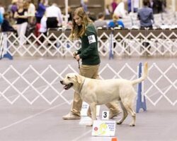 Best Dog Breeds for Rally Obedience