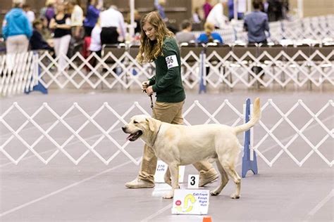 Best Dog Breeds for Rally Obedience