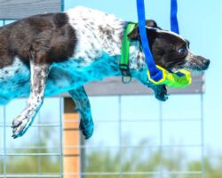 Best Dog Breeds for Dock Diving